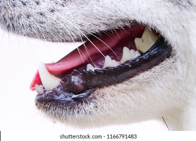 Close-up of dog teeth, mouth on white background.