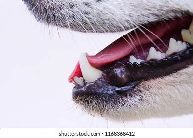 135,439 Dogs mouth Images, Stock Photos & Vectors | Shutterstock