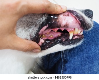 Closeup Dog Tooth Decayed, Show Dirty Teeth,sign Of Dental And Gum Disease In Dog,unhealthy Dog Mouth