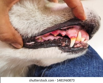 Closeup Dog Tooth Decayed, Show Dirty Teeth,sign Of Dental And Gum Disease In Dog,unhealthy Dog Mouth