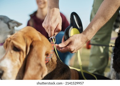 Close-up of dog walker attaching a leach on dog's collar in the park. - Shutterstock ID 2141529957