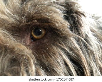 closeup from a dog's eye - Shutterstock ID 1700144887