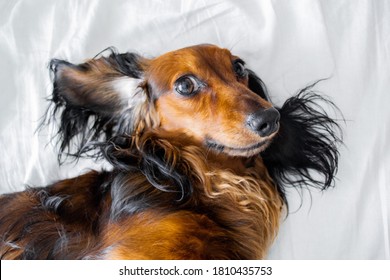 Close-up of the dog's face - a long-haired Dachshund with upturned ears, lying on the master's bed