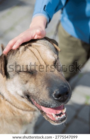 A close-up of the dog's muzzle, which opened its mouth and closed its eyes with pleasure, and the hand that stroked its head. The concept of pets, affection, pleasure, love. High quality photo