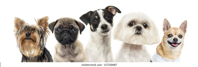 Close-up of dogs in a row, isolated on white