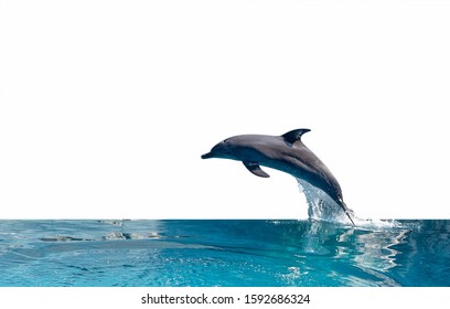 Closeup Dolphin is Jumping on The Water Surface Isolated on White Background with Clipping Path - Powered by Shutterstock