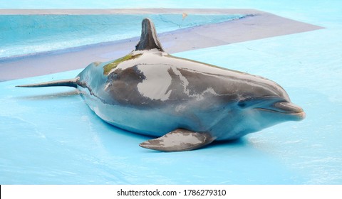 Closeup Dolphin In The Pool