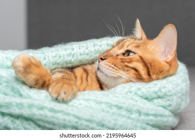 Close-up of a domestic cat lying wrapped in a sweater.