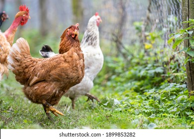Closeup of domestic chicken feeding on traditional rural barnyard. Hens on barn yard in eco farm. Free range poultry farming concept.