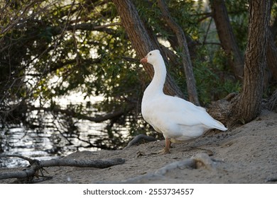 a closeup of a domestic goose near water under the trees