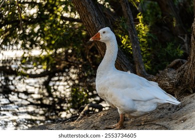 a closeup of a domestic goose near water under the trees