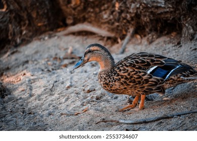 a closeup of a domestic goose near water under the trees