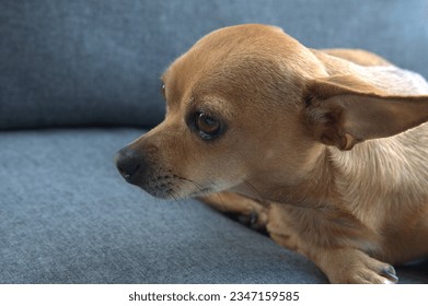 Close-up of domestic mini russian toy terrier looking warily to the left