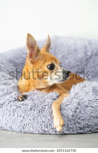 Close-up of a domestic toy terrier looking warily\
to the right