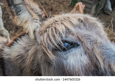 Closeup Of Donkey Eye (Equus Asinus)