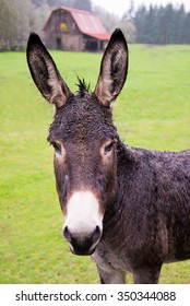 Closeup Of Donkey With Red Barn In Background