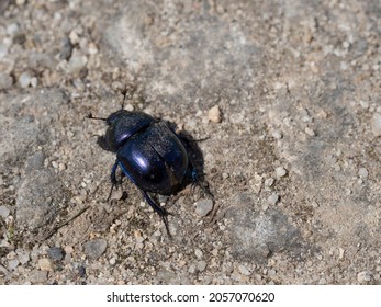 Dor-bug Images, Stock Photos & Vectors | Shutterstock