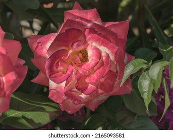 Closeup Of Double Delight Rose Blooming On The Rosebush In Sunny Day In Summer In Spain