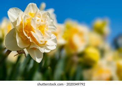 Close-up Of A Double White And Yellow Daffodil In A Bulb Field Under A Blue Sky