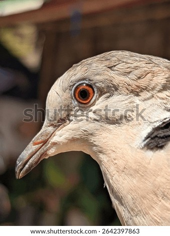 close-up of a dove's eye and head, showcasing its captivating orange iris and delicate features. Perfect for birdwatchers and nature enthusiasts. #birdphotography #dove #birdseye #wildlife
