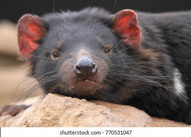 Closeup of a dozing tasmanian devil
