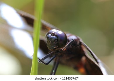 closeup of a Dragonfly
