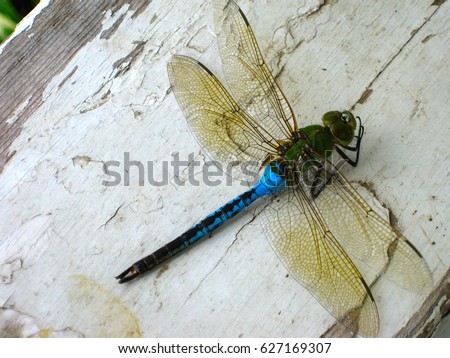 Closeup of a dragonfly.