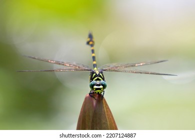 Close-up Of Dragonfly Clinging On Water Lily.