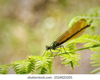 Close-up of a dragonfly with golden wings perched on a green fern leaf in a natural setting. - Powered by Shutterstock