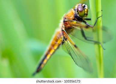 Close-up of a dragonfly (Libellula quadrimaculata) warming its wings in the early morning sun - Shutterstock ID 103356173