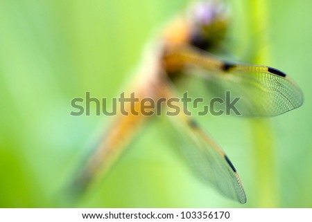 Similar – Hoverfly kisses blossom