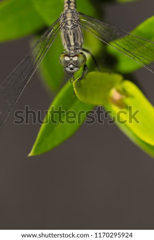 Similar – Gartenschnecke XIV Blatt