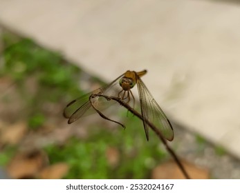 A close-up of a dragonfly perched gracefully on a dry twig captures nature’s delicate balance. The dragonfly’s translucent wings shimmer in the light, revealing intricate veins. - Powered by Shutterstock