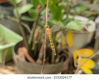 A close-up of a dragonfly perched gracefully on a dry twig captures nature’s delicate balance. The dragonfly’s translucent wings shimmer in the light, revealing intricate veins. - Powered by Shutterstock