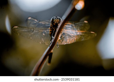 A close-up of a dragonfly perched on a tree branch in a dimly lit environment - Powered by Shutterstock