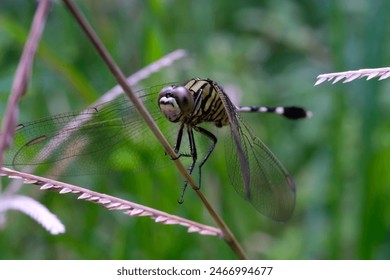 Closeup of a dragonfly perched on a weed. Macro shot of a dragonfly in the wild. Graphic Resources. Animal Themes. Animal Closeup. Nature Photography Concept. Shot in macro lens - Powered by Shutterstock