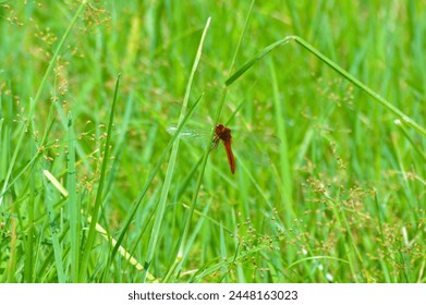 Close-Up Of A Dragonfly Perched On A Wild Grass Leaf Under The Scorching Sun In The Rice Fields