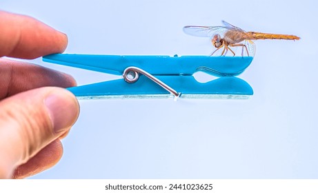 Close-Up of a Dragonfly Perching Delicately on a Blue Clothespin Against a Soft Blue Background