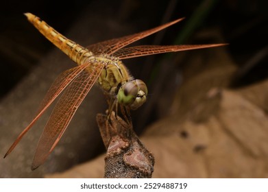  detailed close-up of a dragonfly with translucent wings perched delicately on a natural wooden branch. The image highlights the intricate patterns on its wings and its vibrant colors. - Powered by Shutterstock