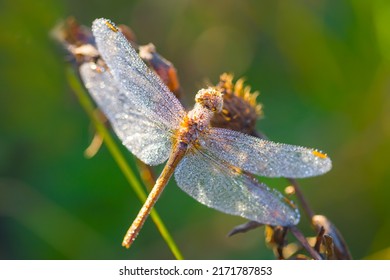 closeup dragonfly  in water drop sit on branch in prairie