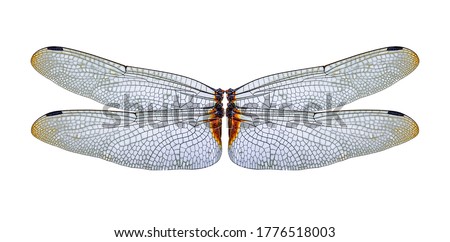 closeup dragonfly wings on a white background,isolated