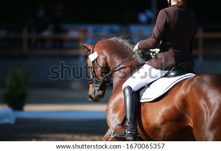 Close-up of dressage horse with rider initiating a turn.
