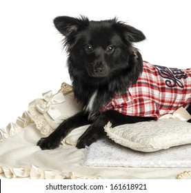 Close-up Of A Dressed-up Japanese Spitz, Isolated On White