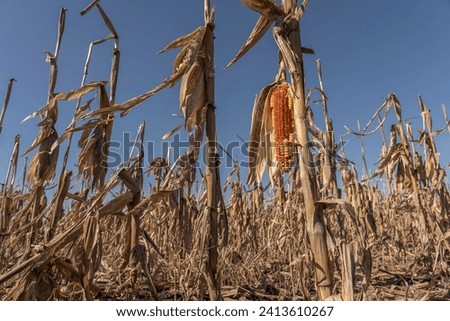 Close-up Dried corn cobs in corn field.