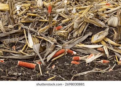 Close-up of dried corn cobs and kernels scattered on dark, tilled soil amidst corn stalk residue, depicting harvest loss, farming aftermath, and the texture of post-harvest fields