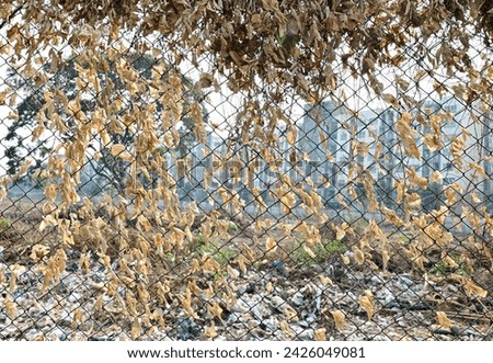 Closeup of Dried crawler plants growing over fence for texture and backgrounds. Selective Focus.