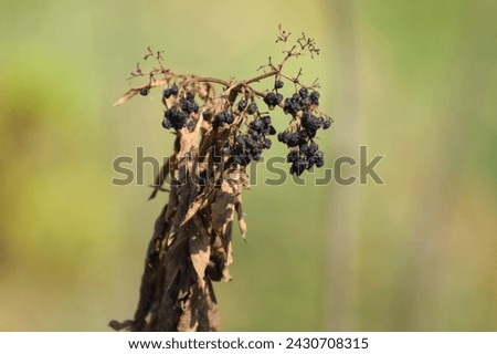 Close-up of dried elder plants and seeds with green blurred background