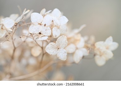 closeup dried hydrangea. Beautiful natural background with delicate white hydrangea flowers. Macro petals of a flower. High quality photo