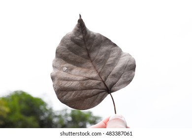 Closeup of dried leaf