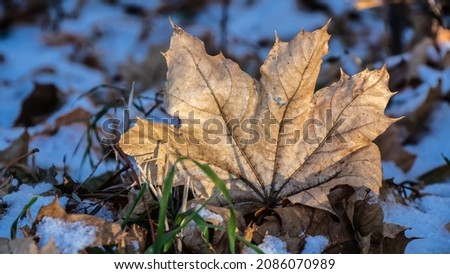Close-up of a dried maple leaf standing up on the ground in the snow on a cold December morning.